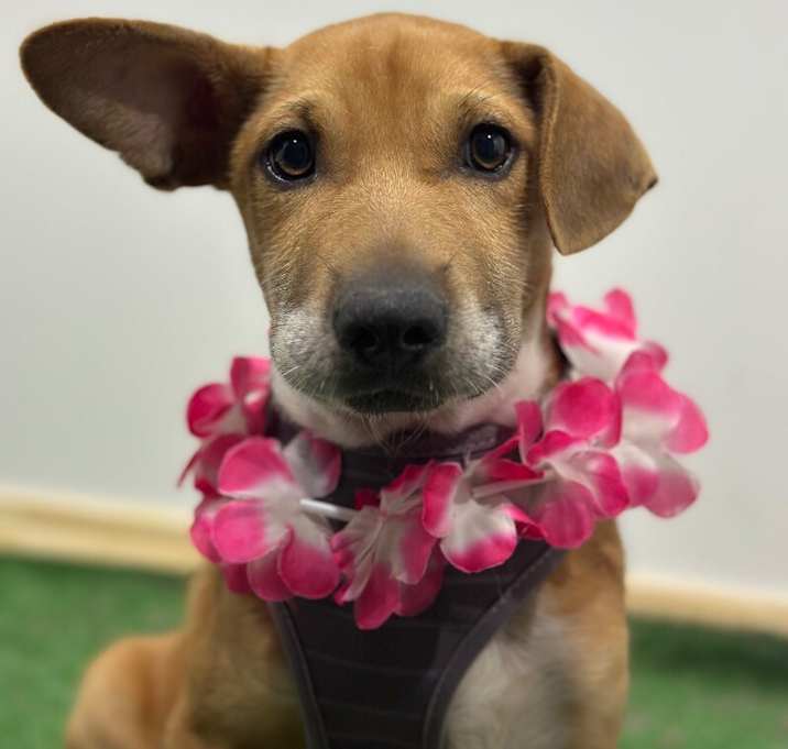 Photo of Simba