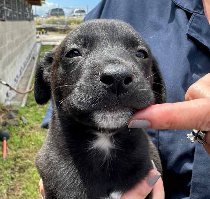 Photo of Cinder 