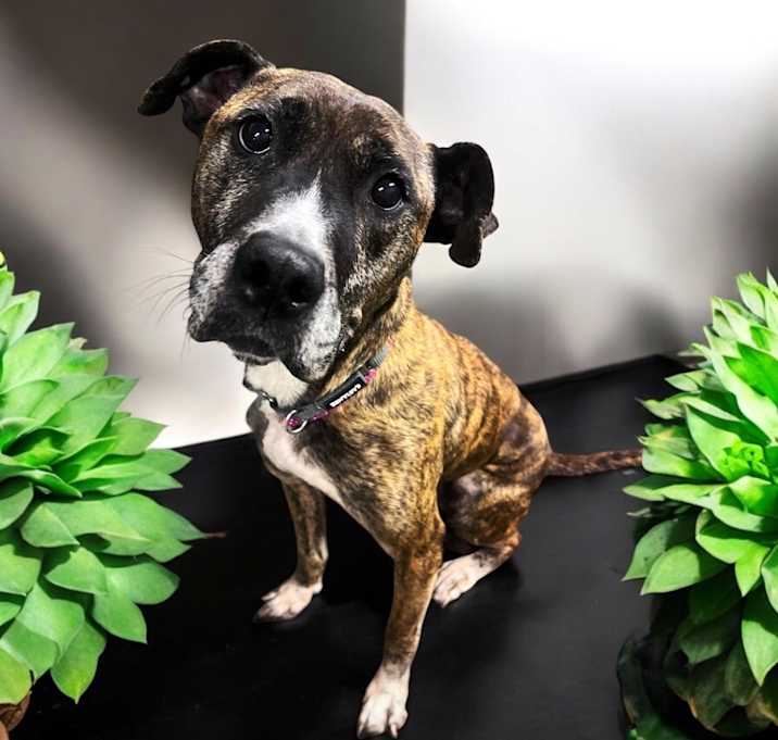 Photo of Harley