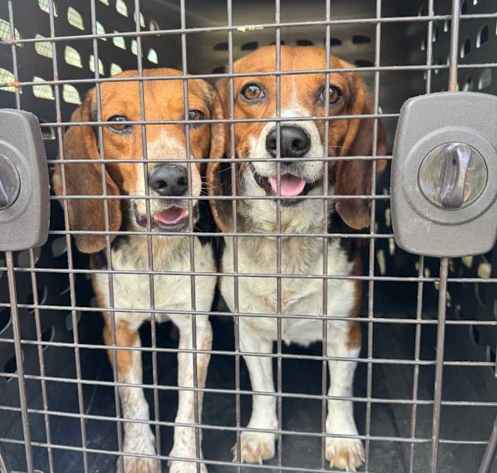 Photo of Barkbecue