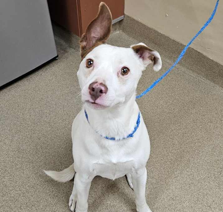 Photo of Spot