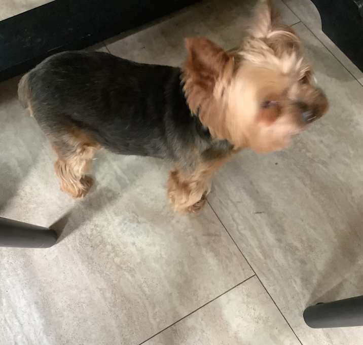 Photo of Fergus