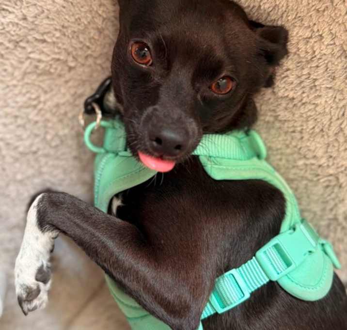 Photo of Buddy