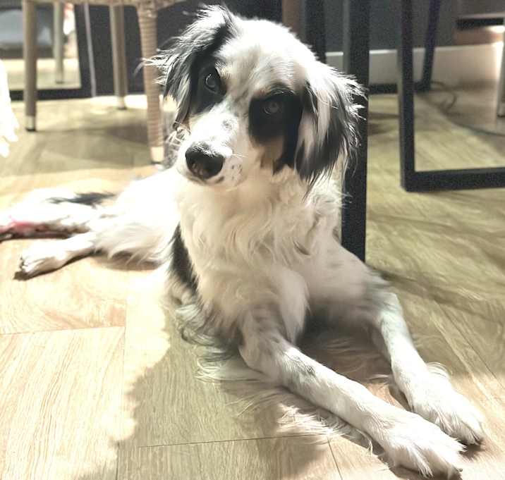 Photo of Daffy