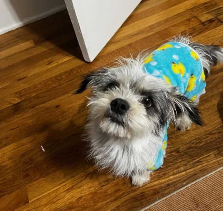 Photo of SPONSOR ME - Mabel - ADOPTION IN PROCESS