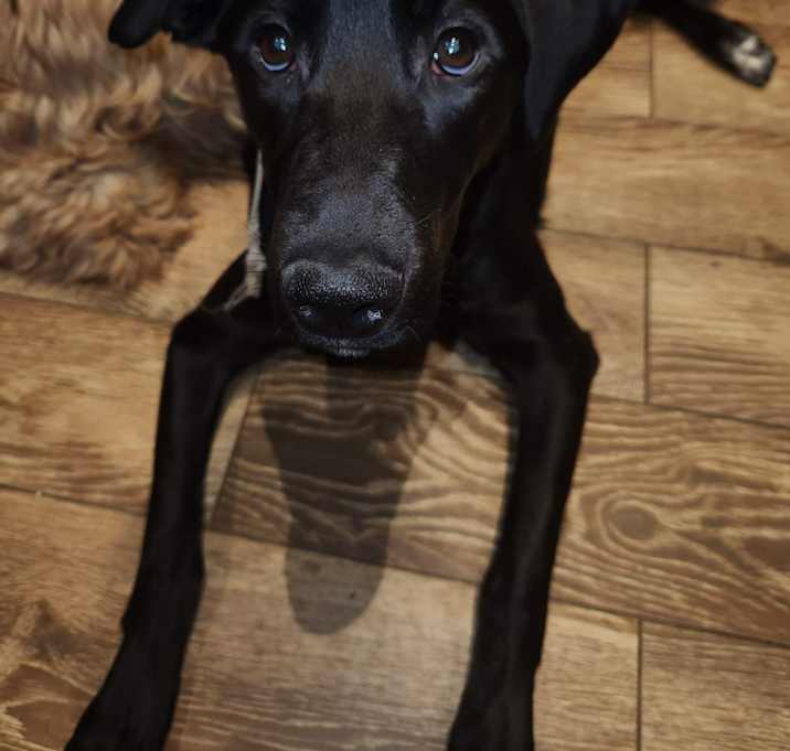 Photo of Luna