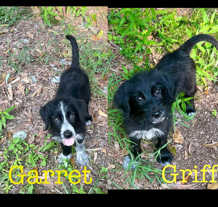 Photo of Garrett and Griff