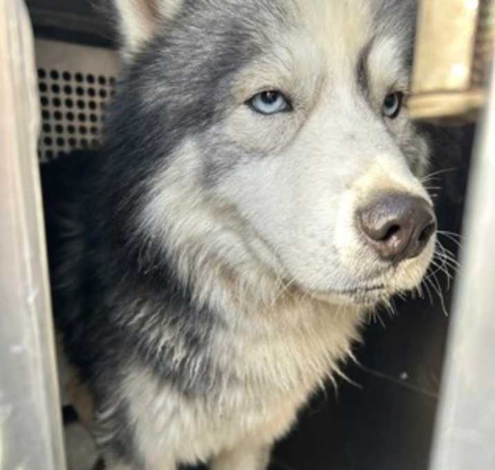 Photo of Deisel