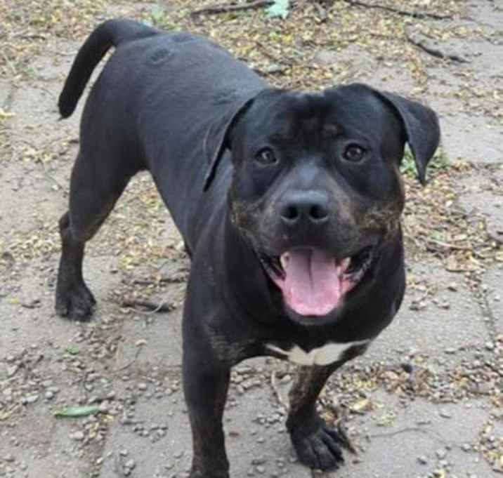 Photo of Prancer