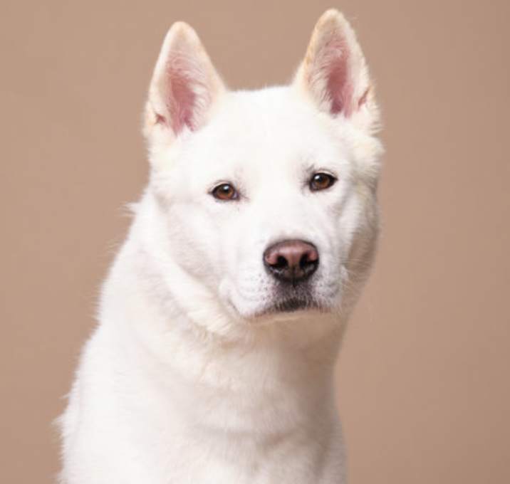 Photo of Bella