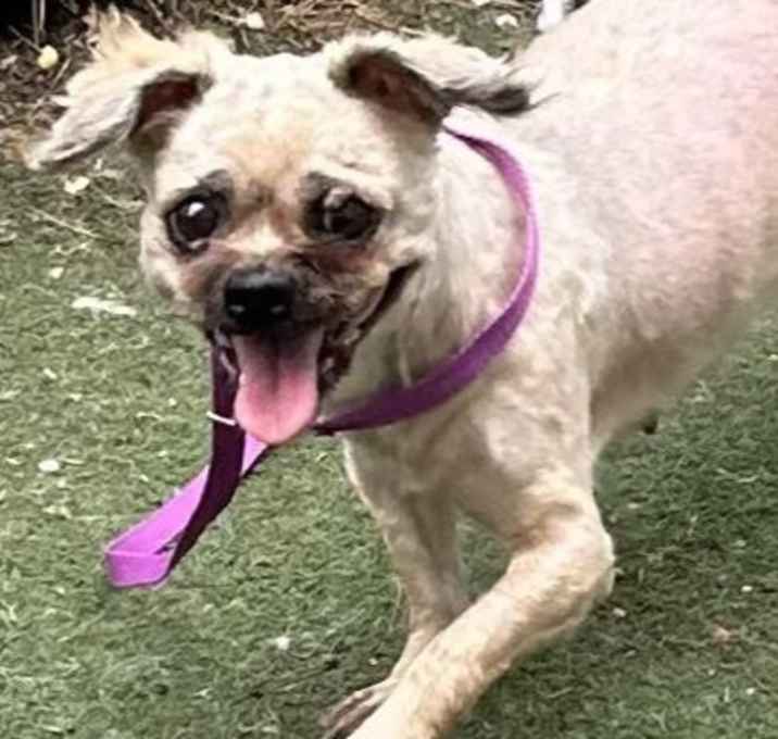 Photo of Coco