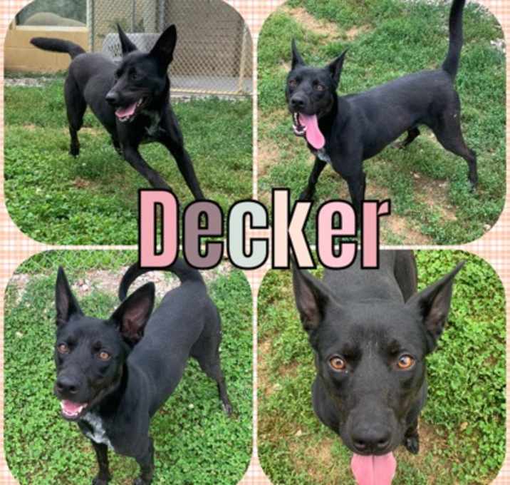 Photo of Decker
