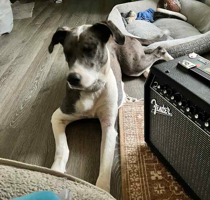 Photo of Juno