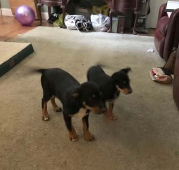 Photo of Biggie and Smalls