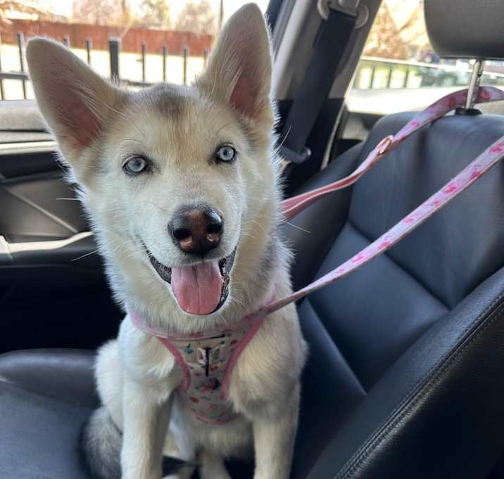 Photo of Lucy