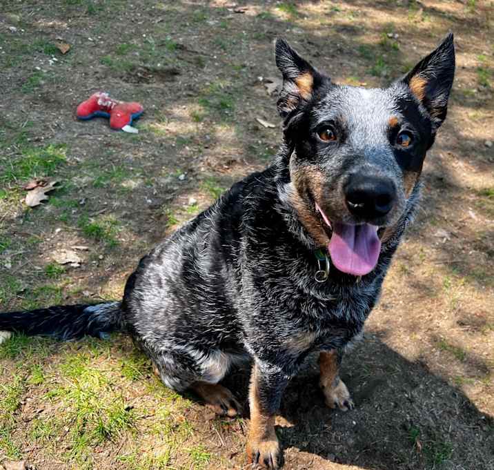 Photo of Koda Blue