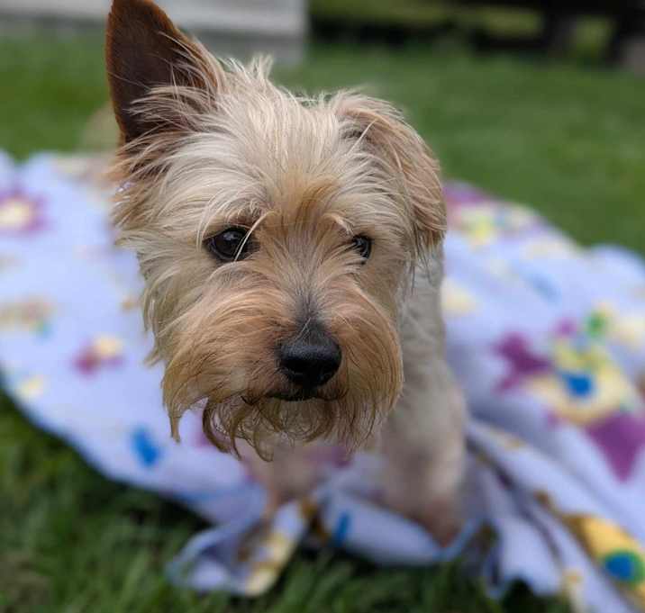 Photo of Bear Benson