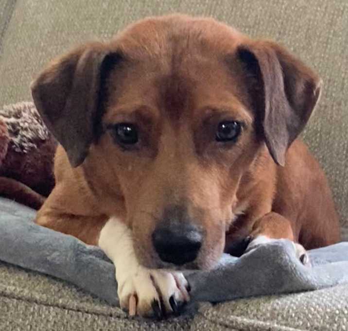Photo of Cheeto