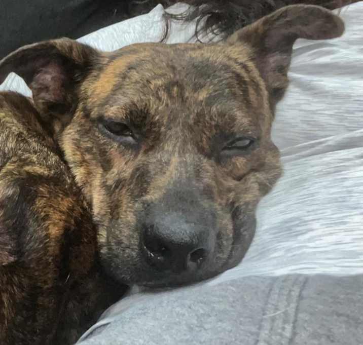Photo of Daisy