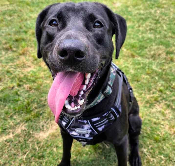 Photo of Loki