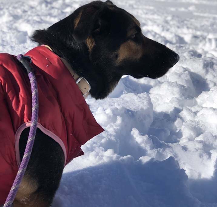 Photo of Kona