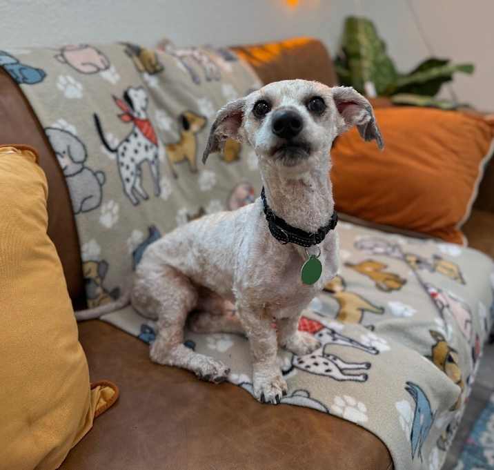 Photo of Copito