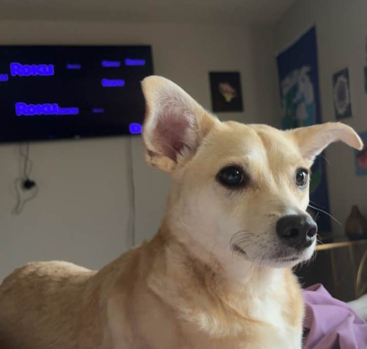 Photo of Ginger