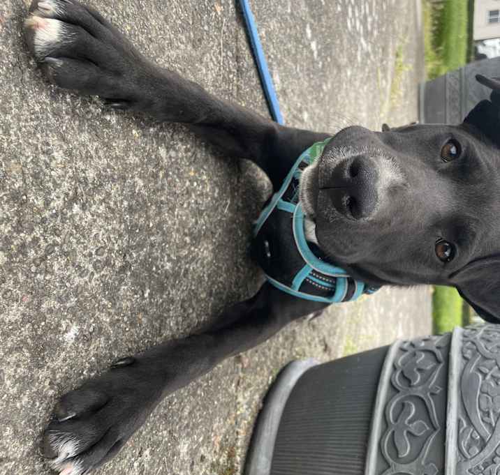 Photo of Polo