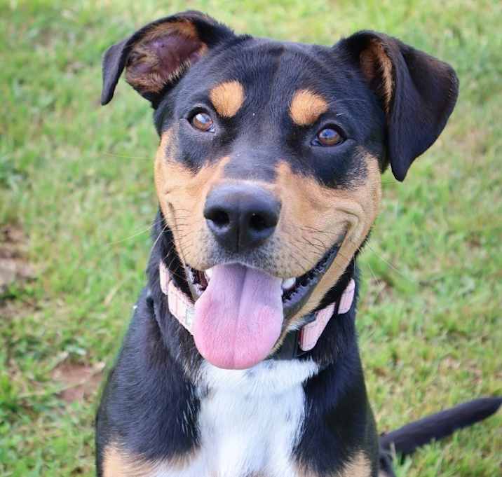 Photo of Stimpy