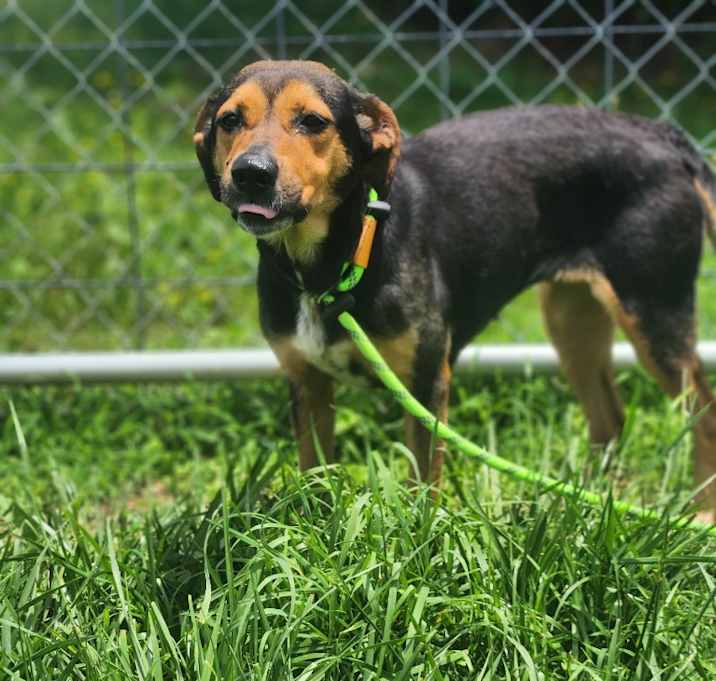 Photo of Ruby - Adoptable
