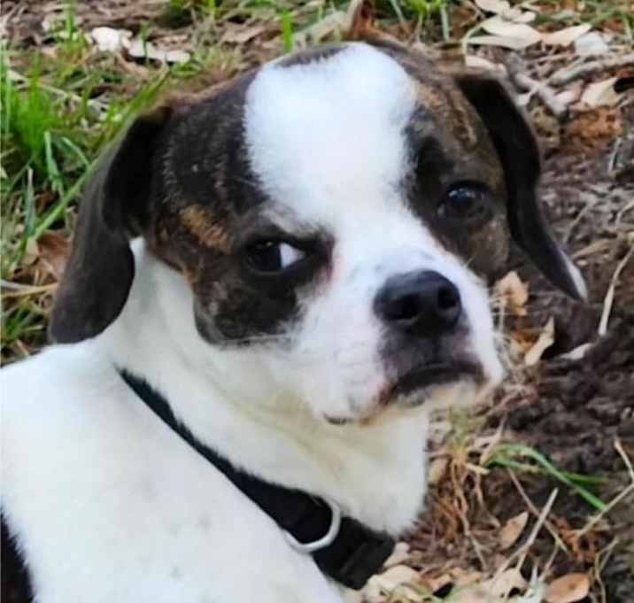 Photo of Luffy