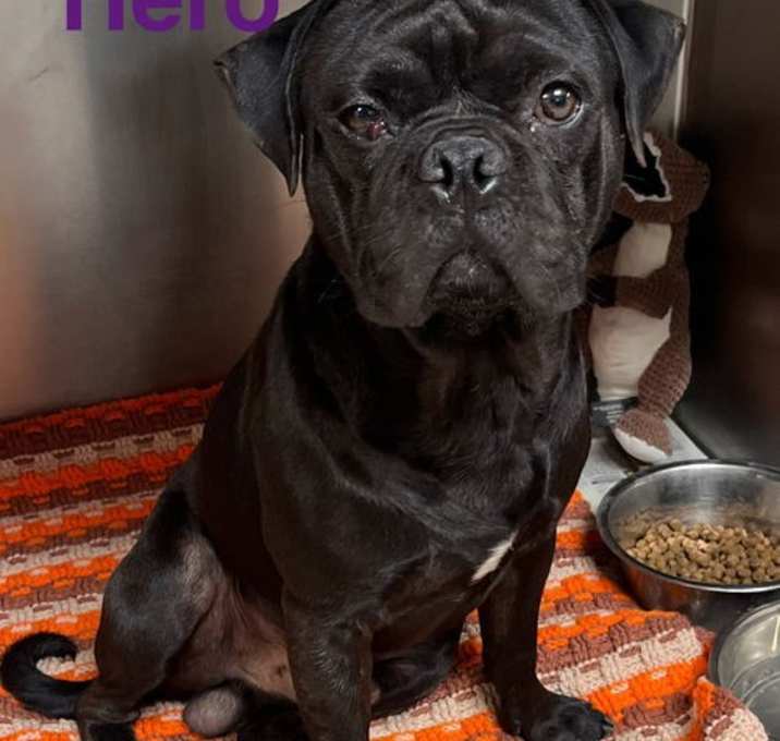 Photo of Hero