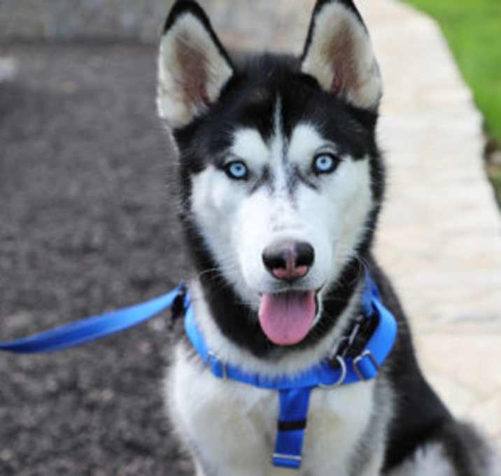 Photo of Kobi