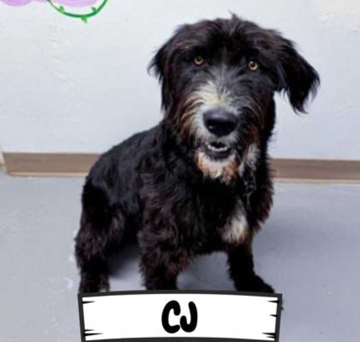 Photo of Cerberus James
