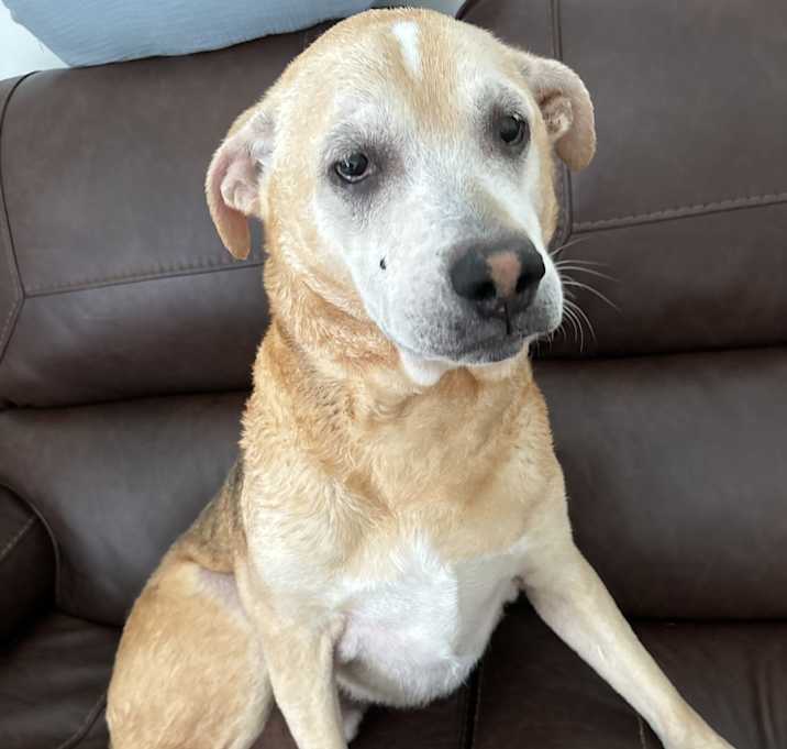 Photo of Bosco