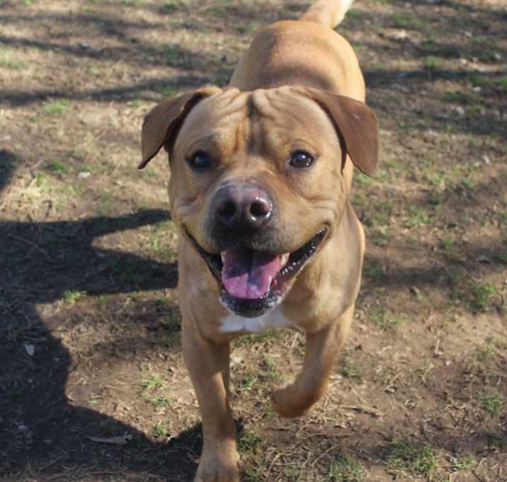 Photo of Bruno