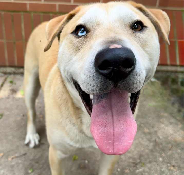 Photo of Loki