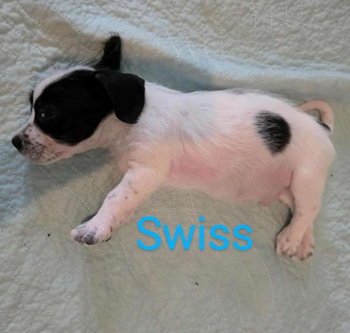 Photo of Swiss