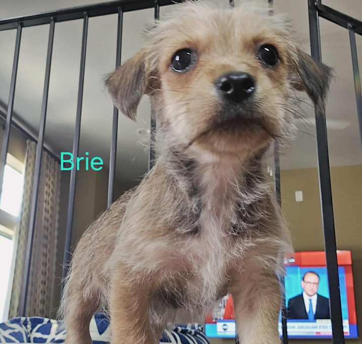 Photo of Brie