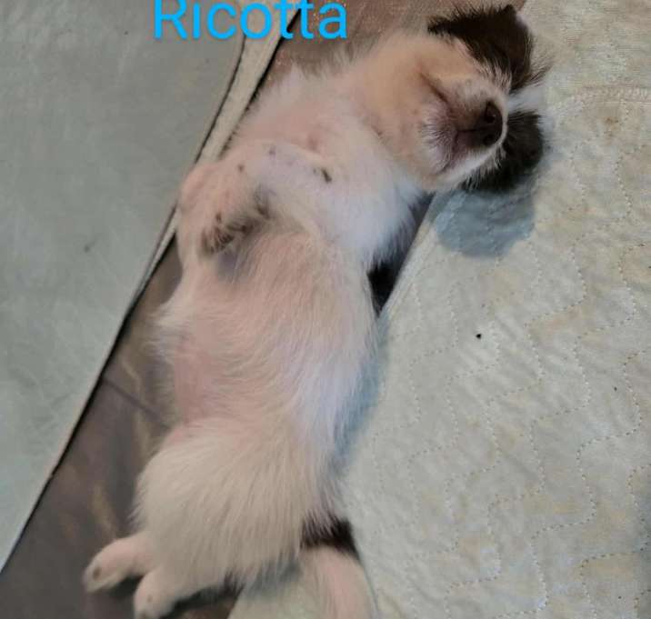 Photo of Ricotta