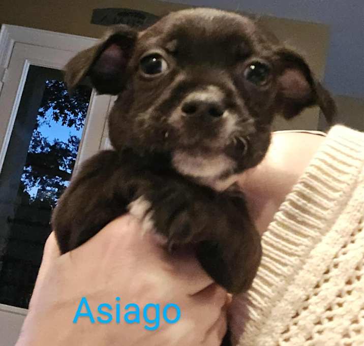 Photo of Asiago