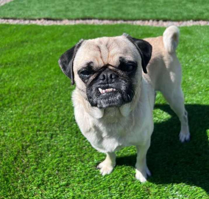 Photo of Pugsley