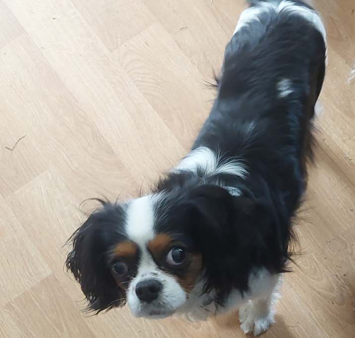 Photo of Poppy