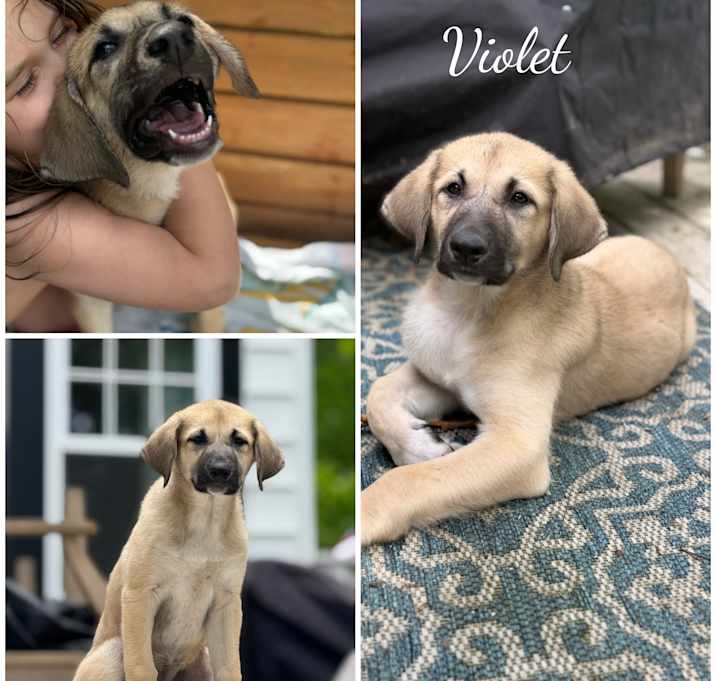 Photo of Violet