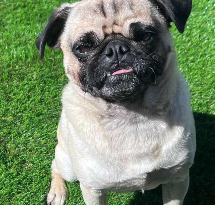 Photo of Grumble