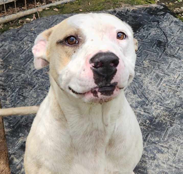 Photo of Bruno