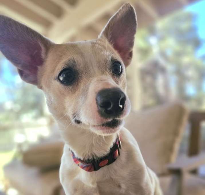 Photo of Stymie Rascal