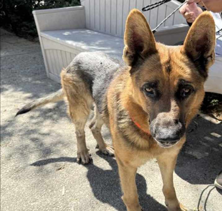 Photo of KODA