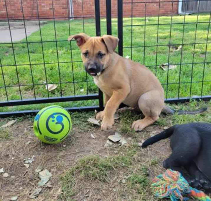 Photo of Scooby