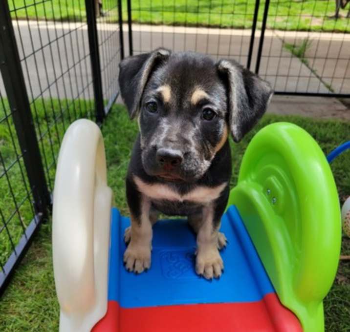 Photo of Willow